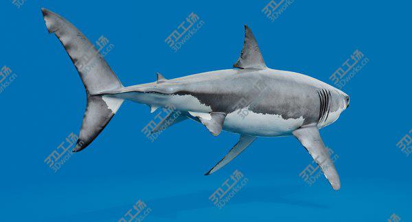 images/goods_img/20210312/3D White Shark model/2.jpg